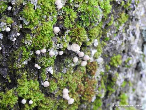 Image of Phloeomana alba (Bres.) Redhead 2016