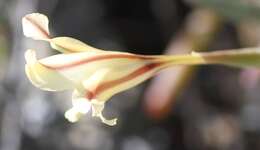 Image de Gladiolus floribundus Jacq.