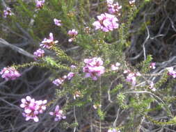 Image of Disparago ericoides (Berg.) Gaertn.