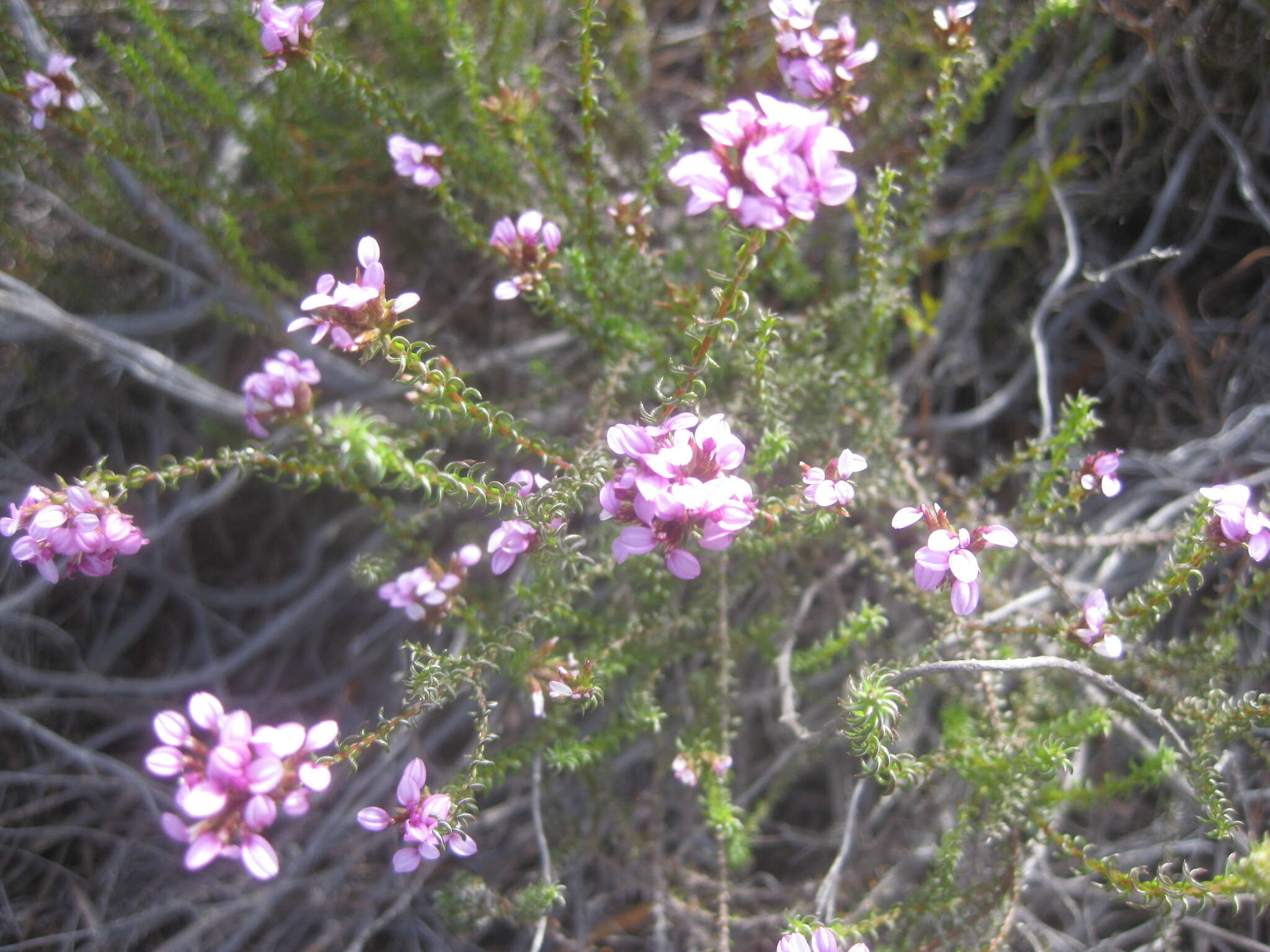 Image of Disparago ericoides (Berg.) Gaertn.