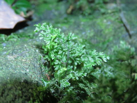 Imagem de Hymenophyllum polyanthos (Sw.) Sw.