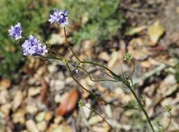 Image of California gilia