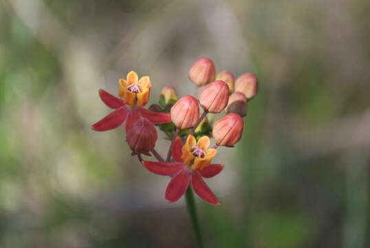 Image of fewflower milkweed