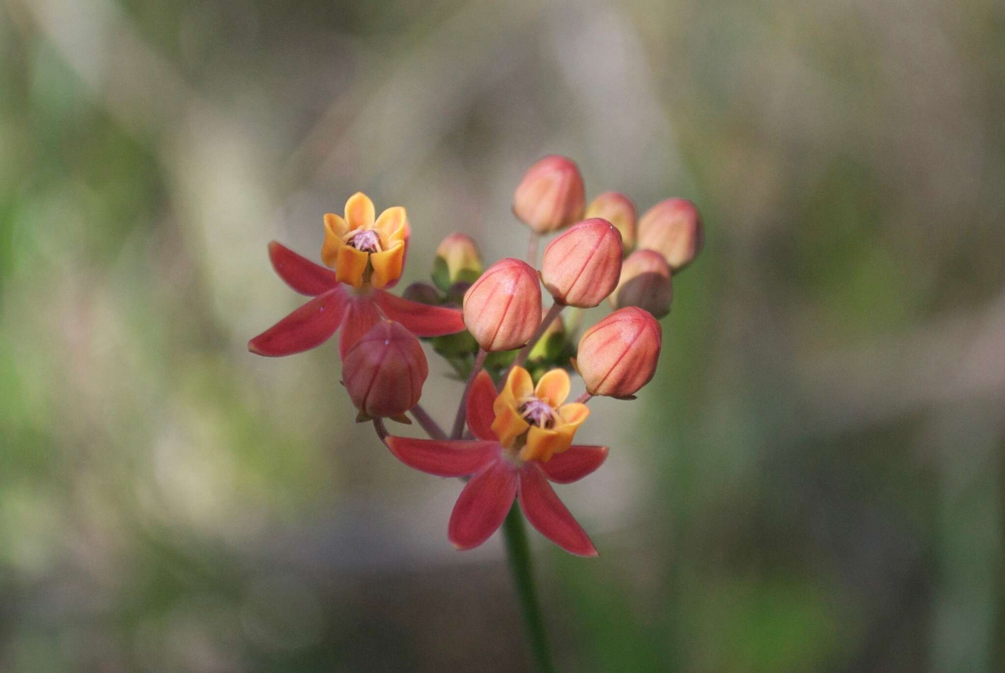 Imagem de Asclepias lanceolata Walt.