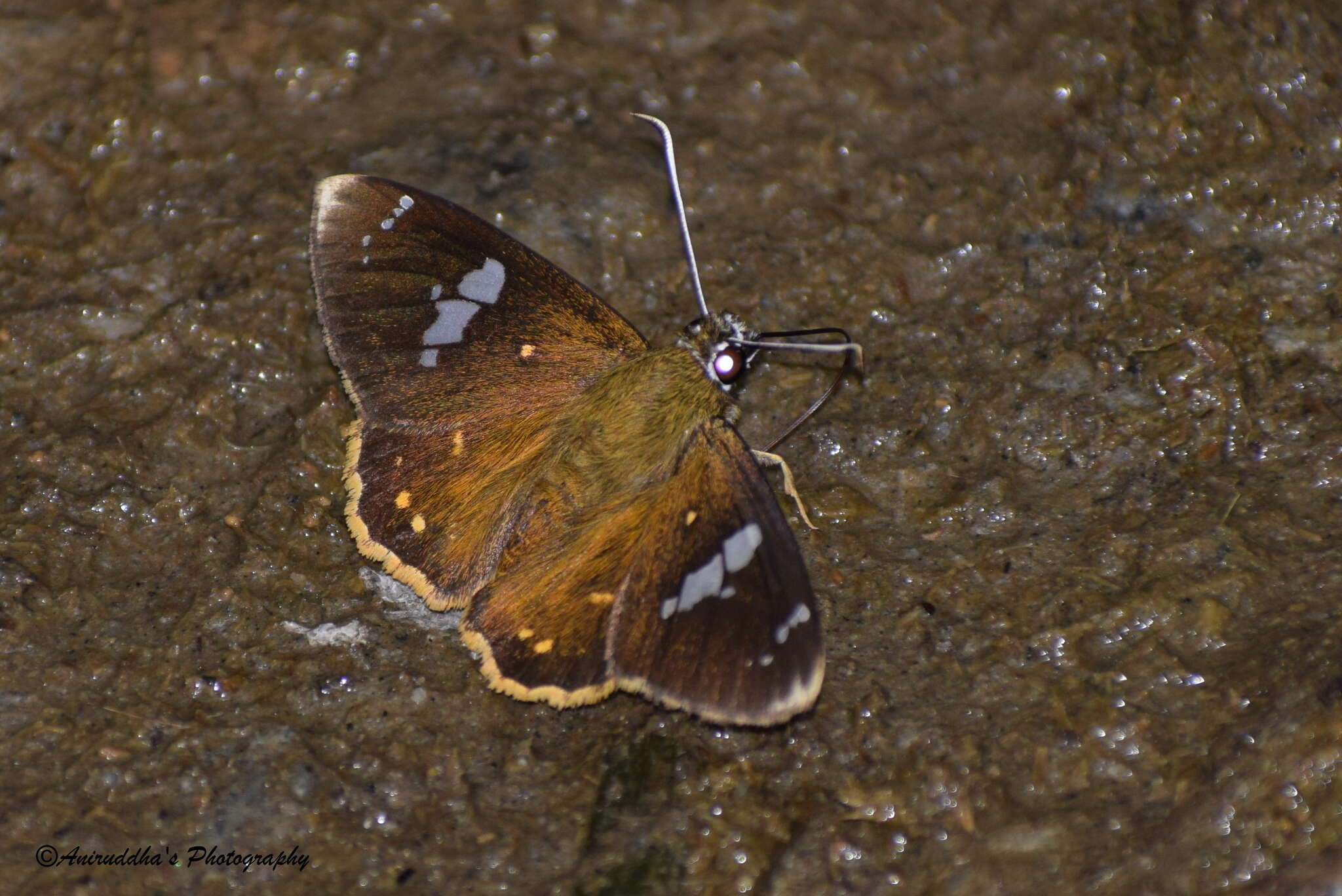 Celaenorrhinus pero De Nicéville 1889 resmi