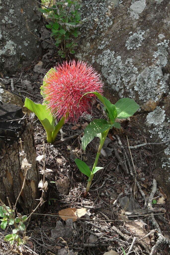 Image of blood-flower