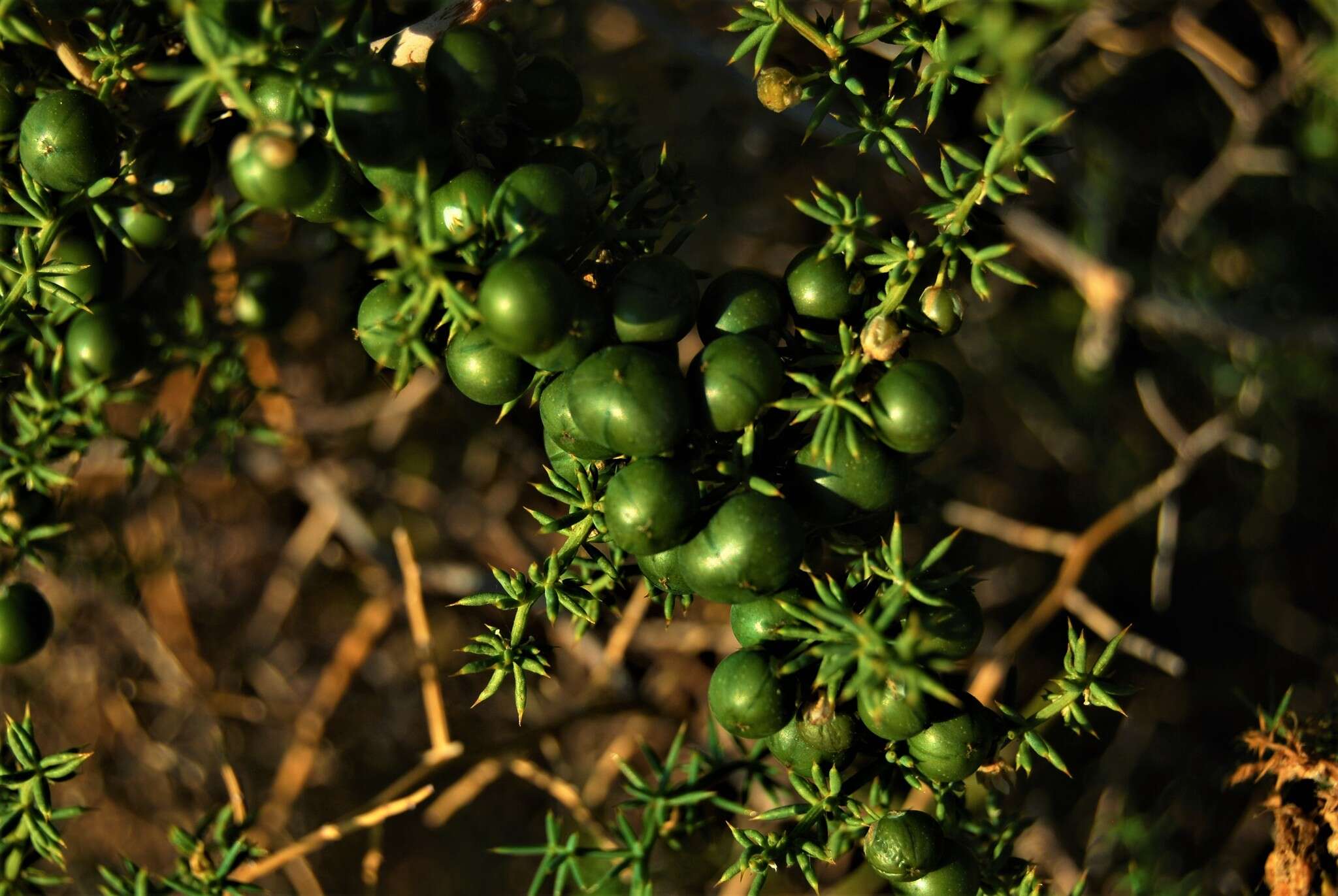 Imagem de Asparagus aphyllus subsp. orientalis (Baker) P. H. Davis