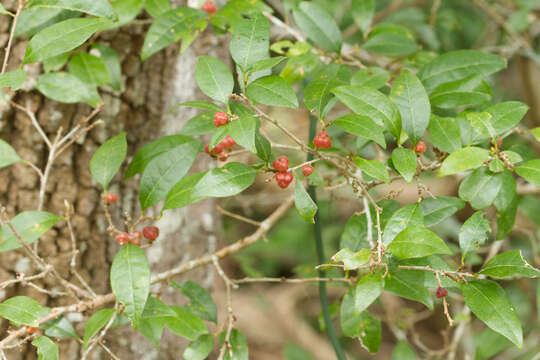 Image of Cleistanthus cunninghamii (Müll. Arg.) Müll. Arg.