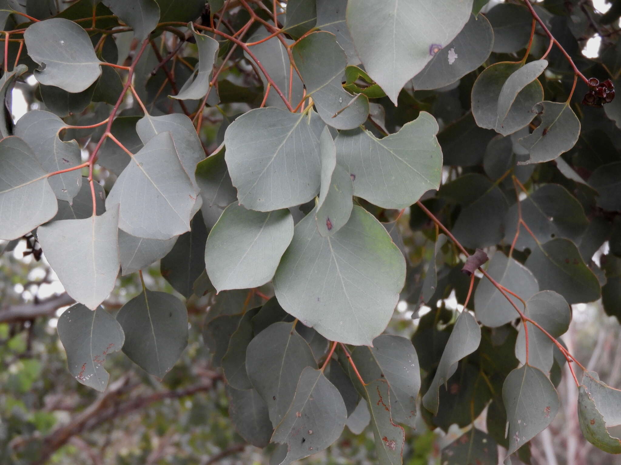 Image of Eucalyptus baueriana subsp. thalassina Rule