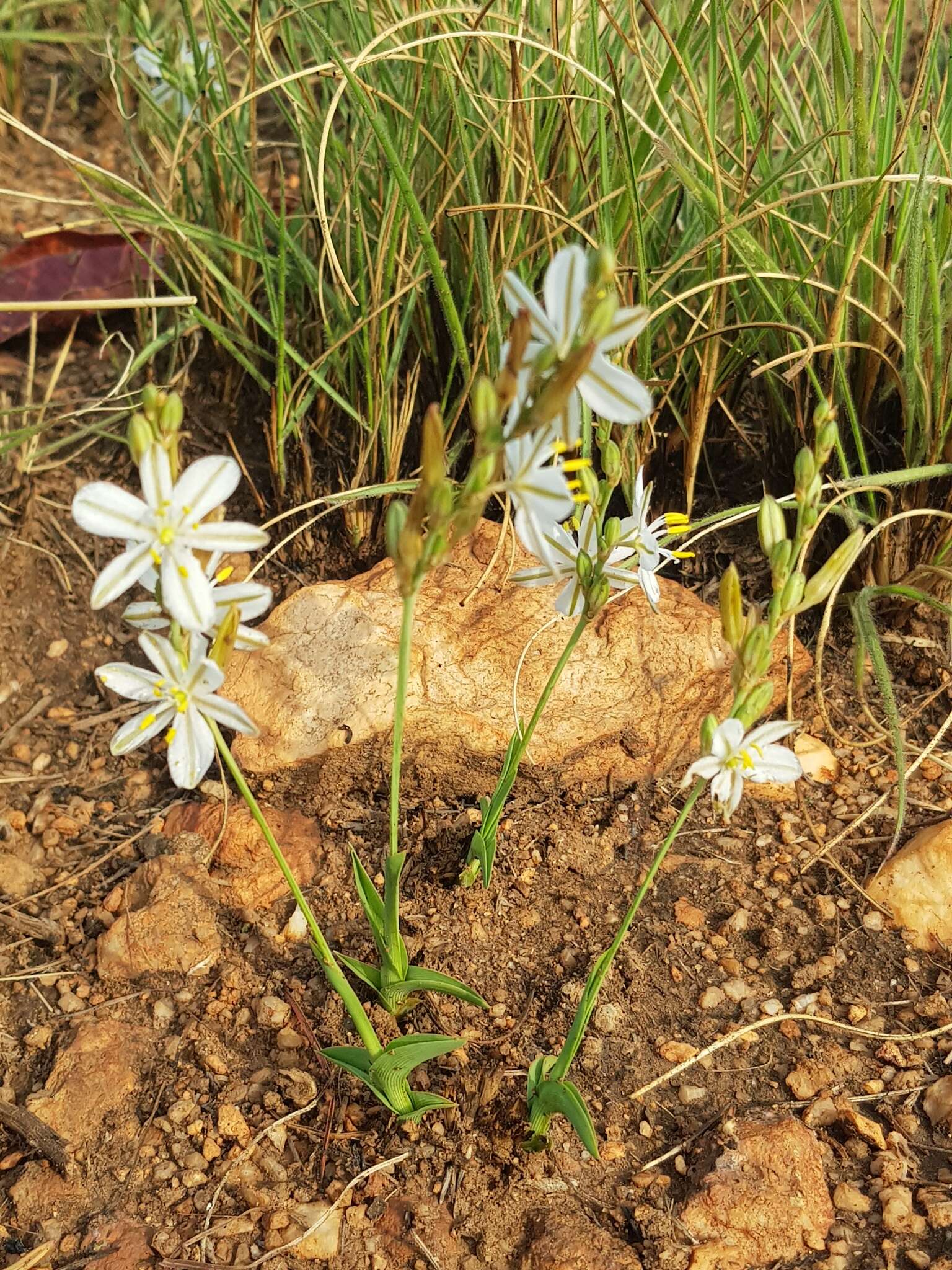 Image of Chlorophytum cooperi (Baker) Nordal