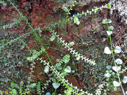 Image of Selaginella remotifolia Spring