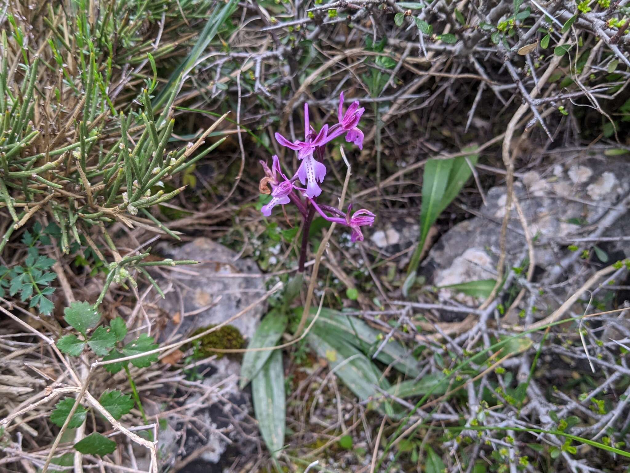 Image of Orchis sitiaca (Renz) P. Delforge