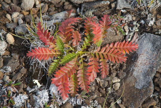 Слика од Geum glaciale J. E. Adams ex Fisch.