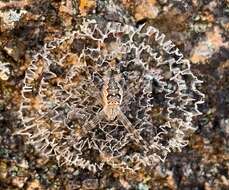 Image of Argiope mascordi Levi 1983