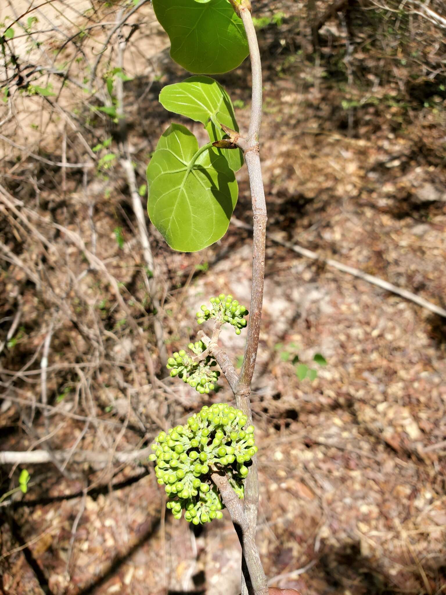 Imagem de Schizenterospermum rotundifolium Homolle ex Arènes