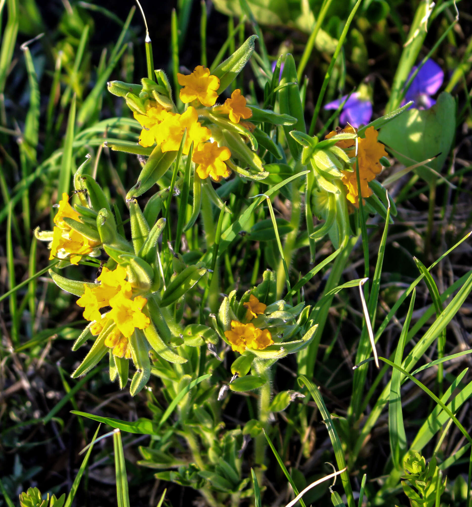 Image of hoary puccoon