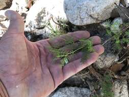 Image of Lumholtz's prairie clover