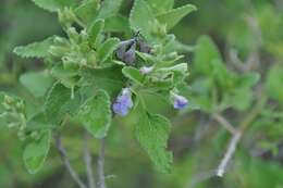 Image of shrubby blue sage