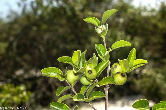 Image de Coffea humbertii J.-F. Leroy