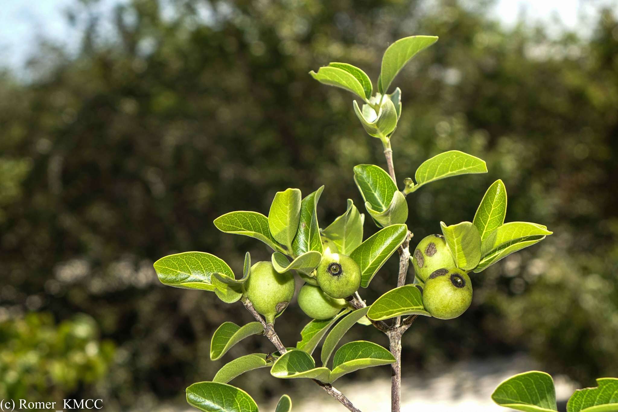 Plancia ëd Coffea humbertii J.-F. Leroy