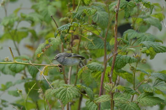 Sivun Acanthisitta chloris chloris (Sparrman 1787) kuva