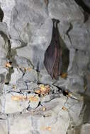 Image of Formosan Woolly Horseshoe Bat