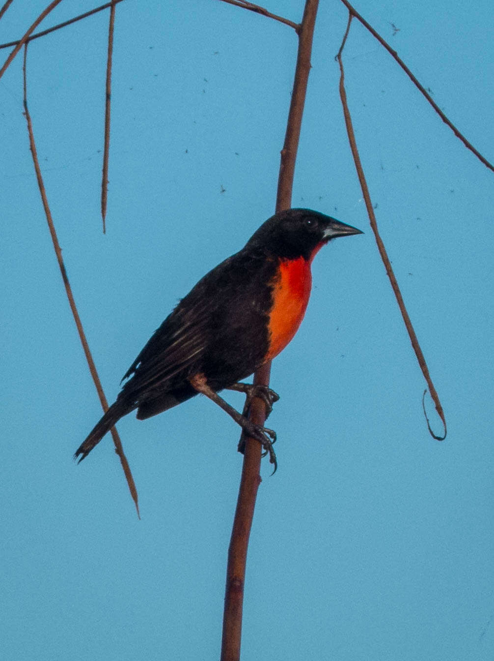 Image of Red-breasted Blackbird