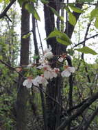 Prunus nigra Ait. resmi