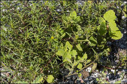 Image de Pectis linearifolia Urban