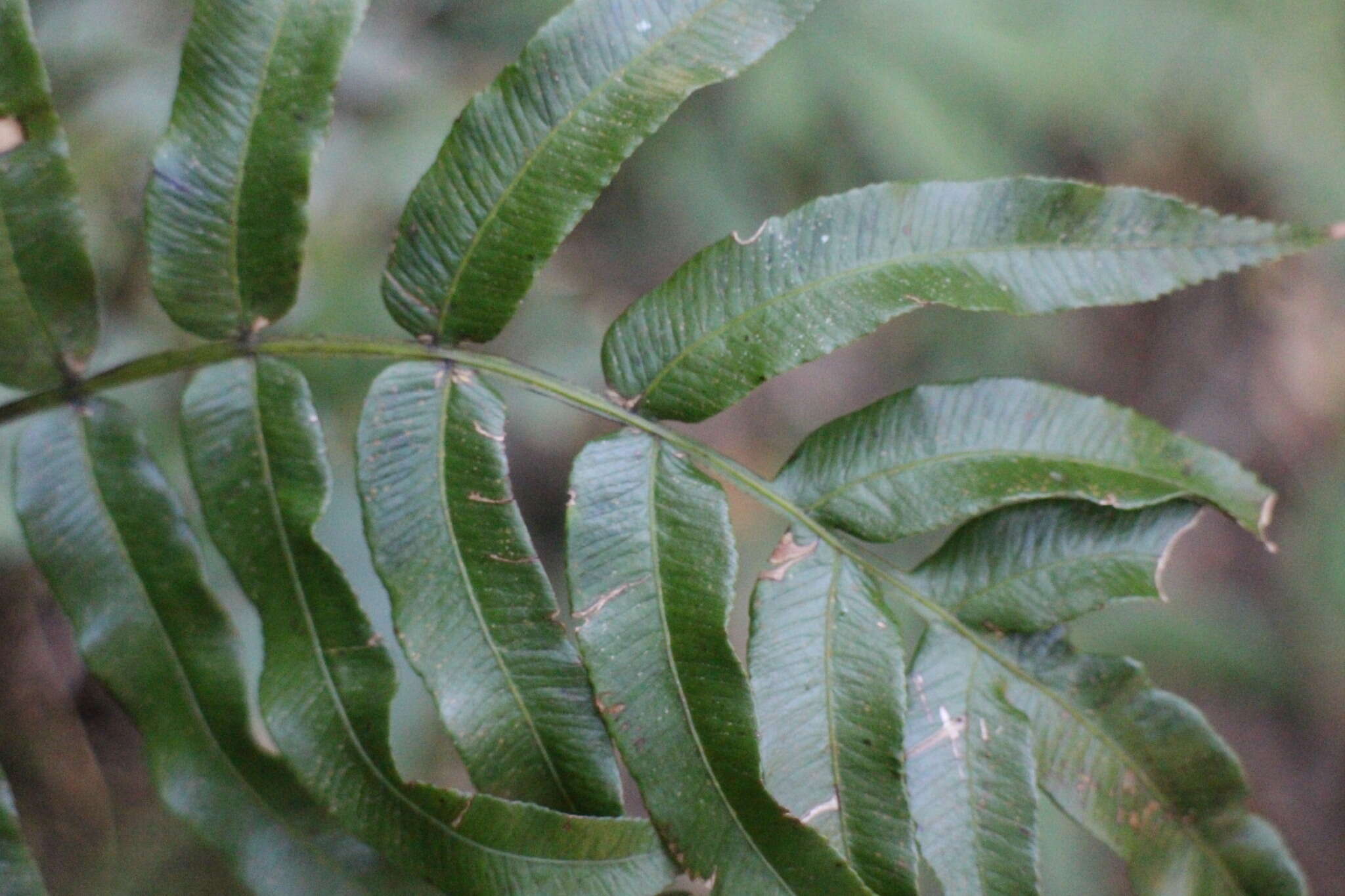 Plancia ëd Plagiogyria japonica Nakai