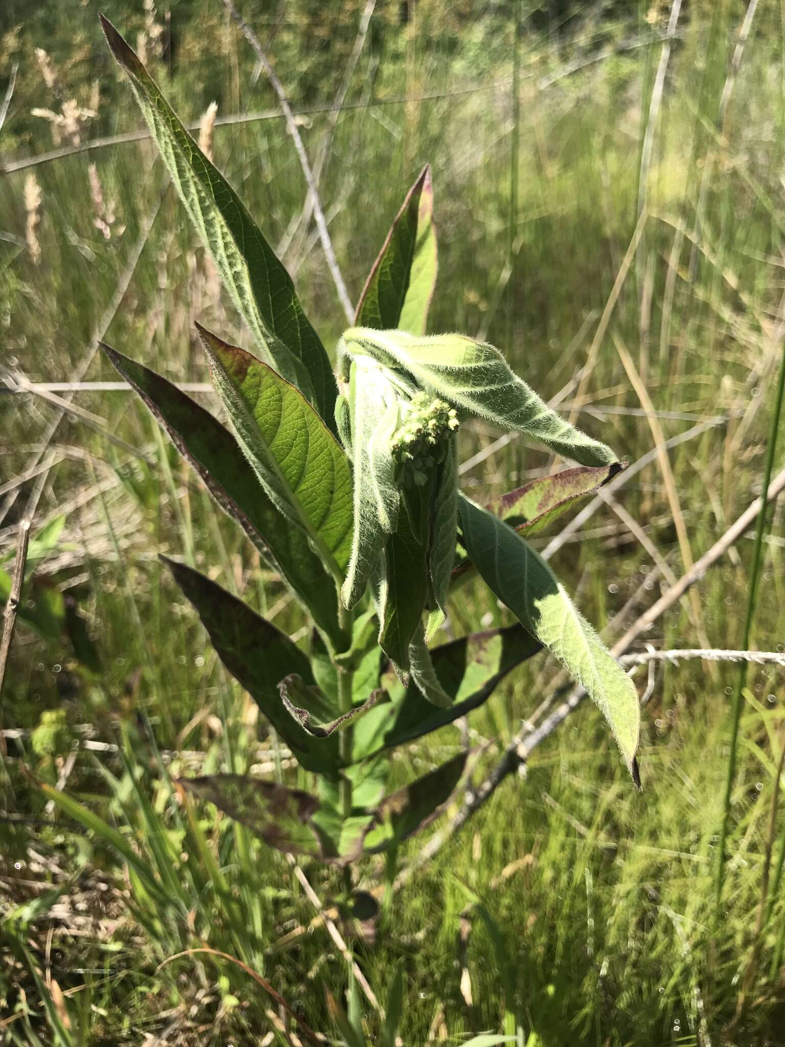 Imagem de Asclepias incarnata subsp. pulchra (Ehrh. ex Willd.) Woods.