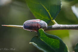 صورة Megalostomis (Pygidiocarina) dimidiata Lacordaire 1848