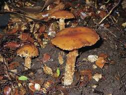 Image of Cortinarius perfoetens E. Horak, Peintner, M. M. Moser & Vilgalys 2002