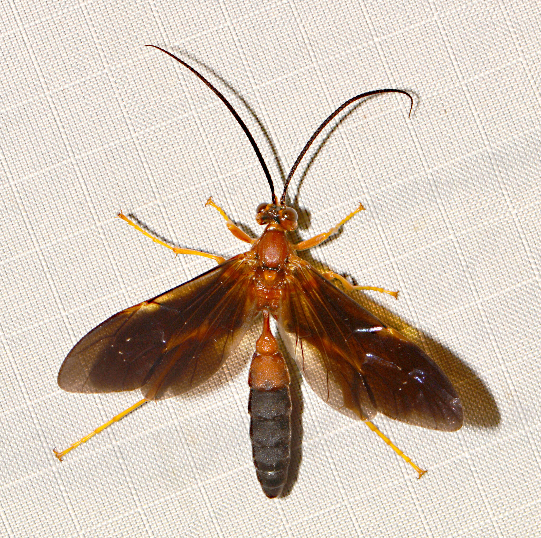 Image of Tmetogaster nubilipennis (Haldeman 1846)