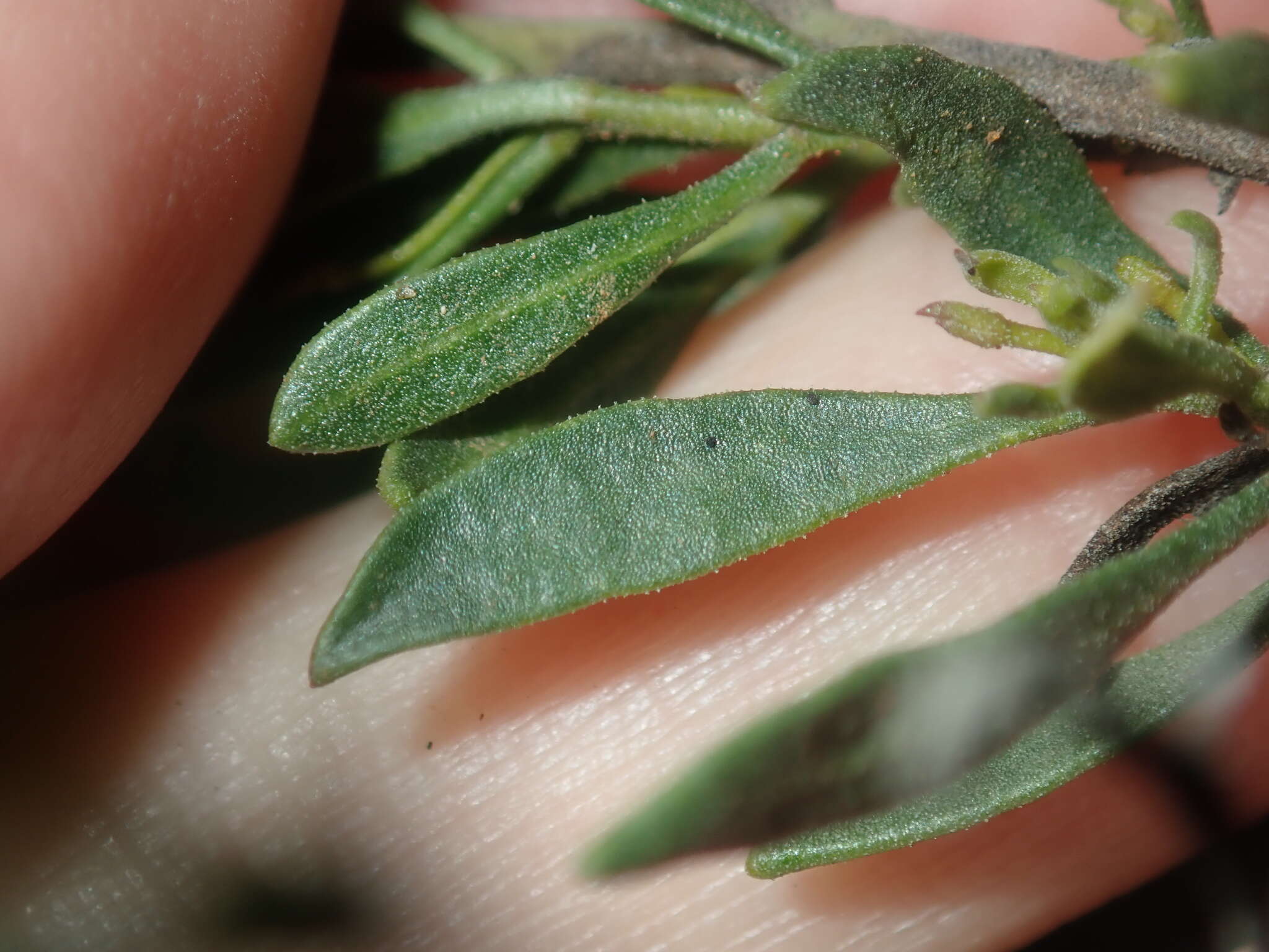 Image of Eremophila decipiens subsp. decipiens