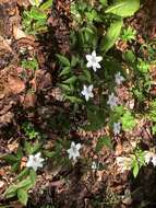 Imagem de Anemone trifolia subsp. trifolia