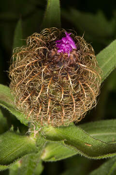 Imagem de Centaurea nervosa Willd.