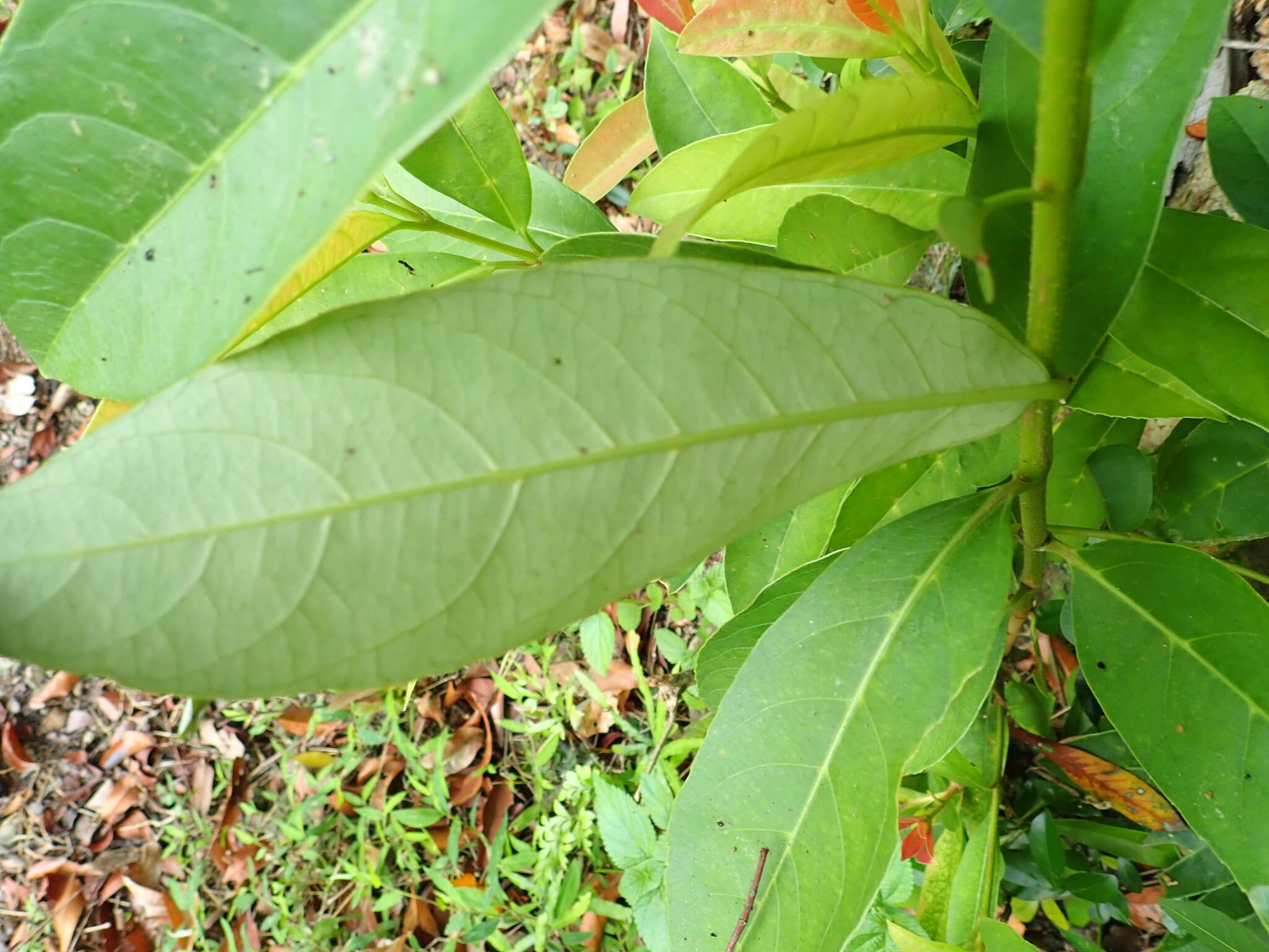 Image of Viburnum odoratissimum Ker-Gawl.