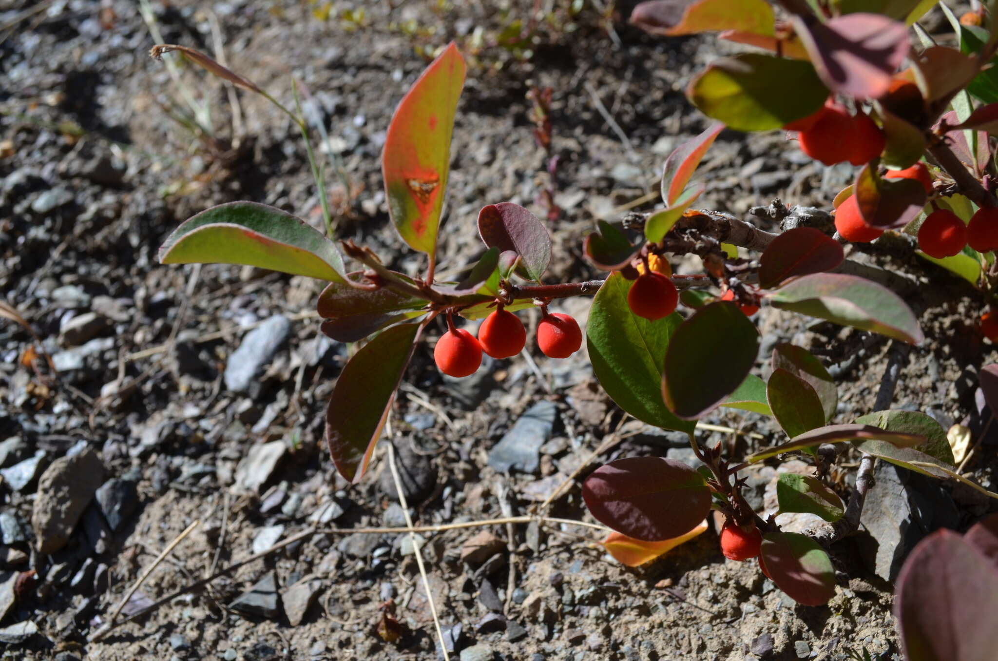 Image of Cotoneaster uniflorus Bunge