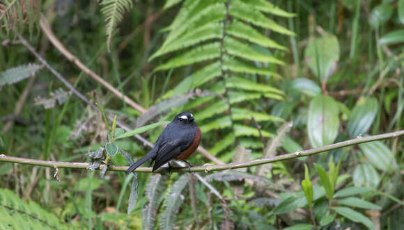 Ochthoeca cinnamomeiventris (Lafresnaye 1843)的圖片