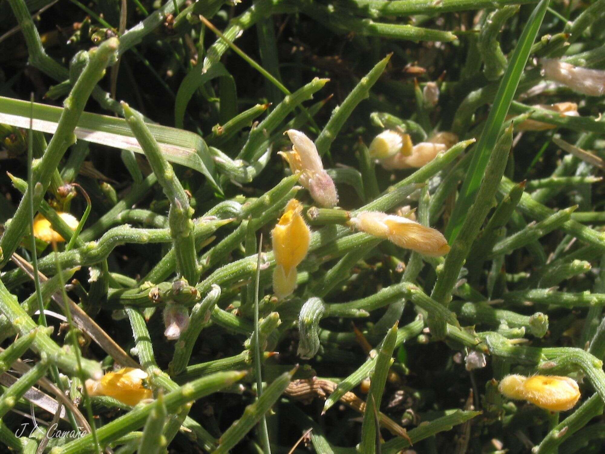 Imagem de Genista sanabrensis Valdes Brem. et al.