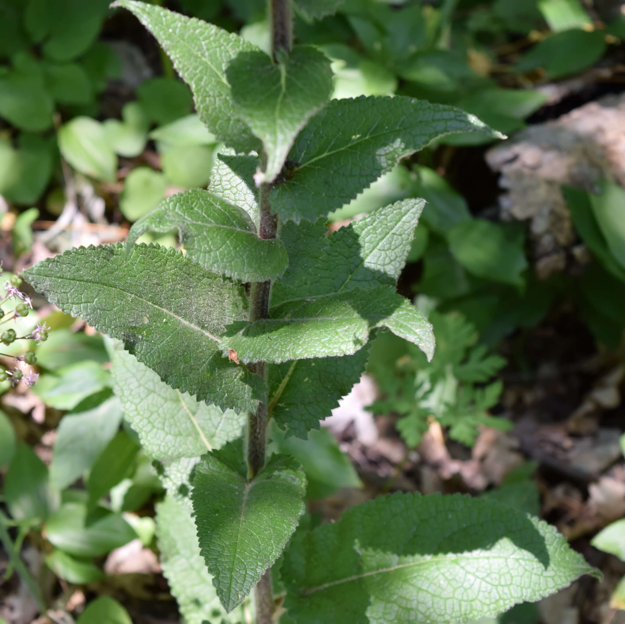 Image of Verbascum spectabile Bieb.