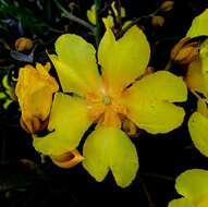 Imagem de Cochlospermum orinocense (Kunth) Steud.