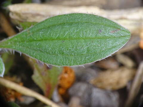 Image of Tuberaria lignosa (Sweet) Samp.