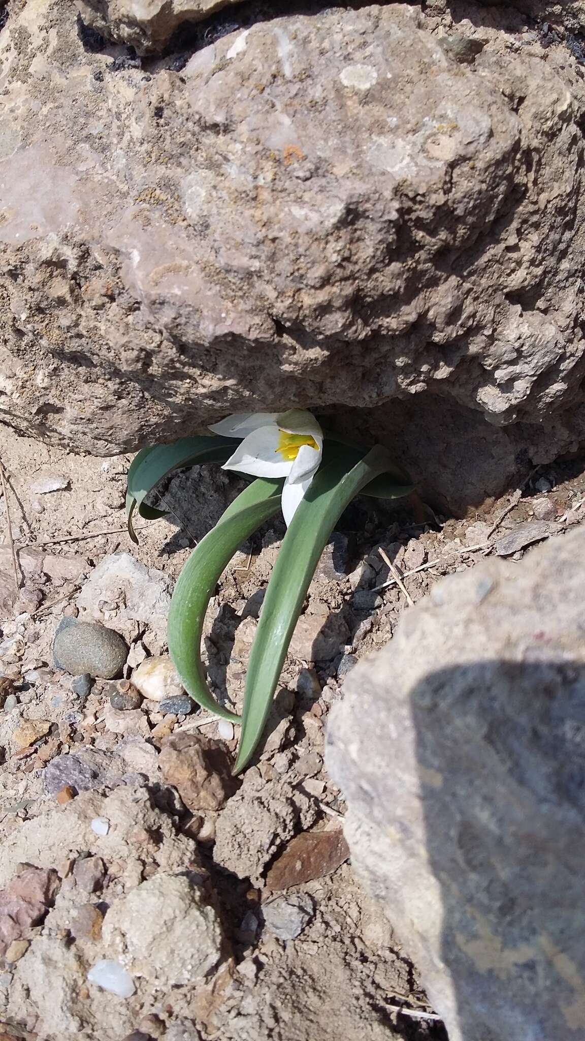 Image de Tulipa biflora Pall.