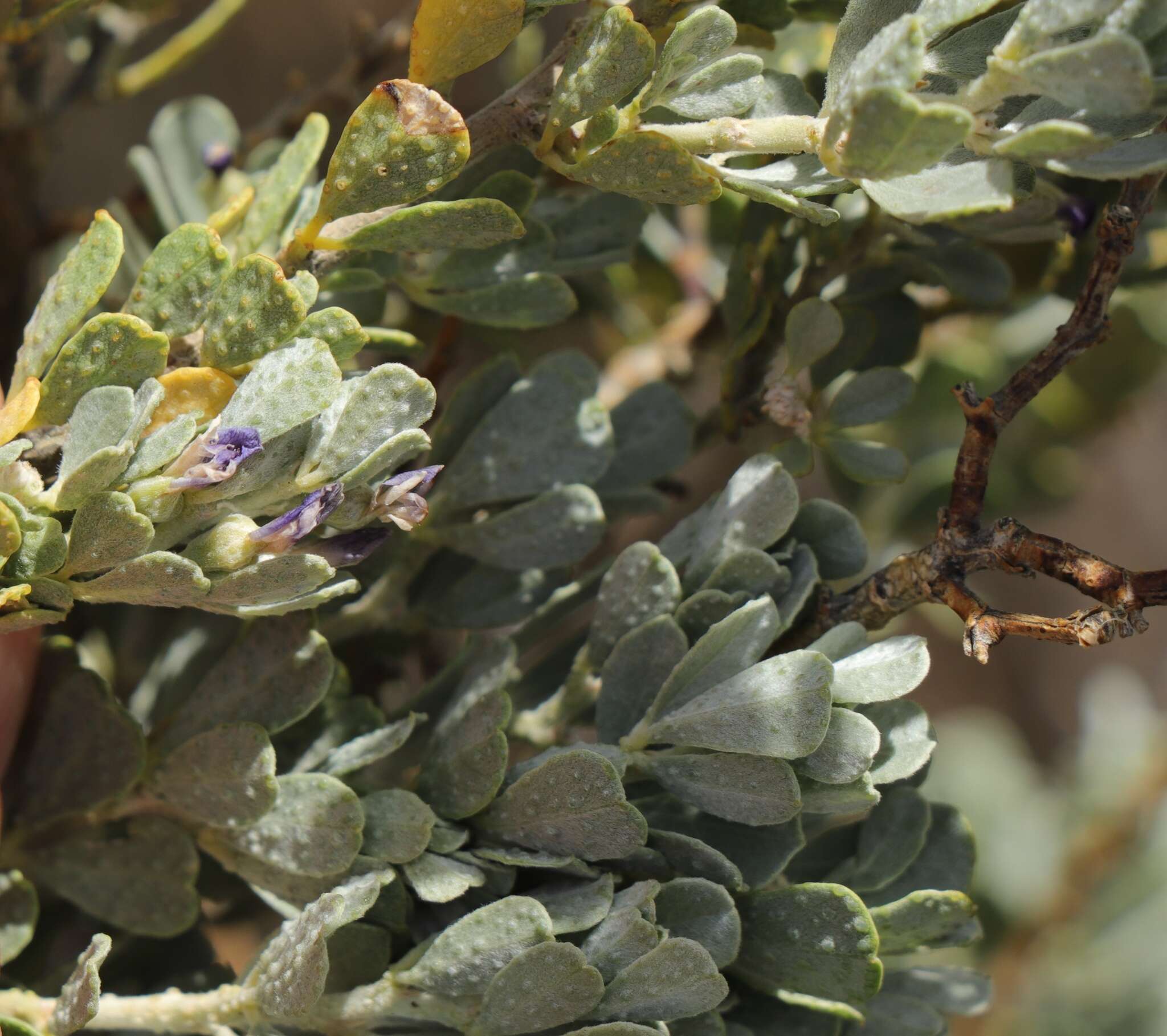 Psoralea velutina resmi