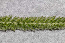 Image of western yarrow