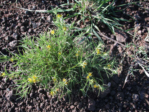 Plancia ëd Vahlia capensis (L. fil.) Thunb.