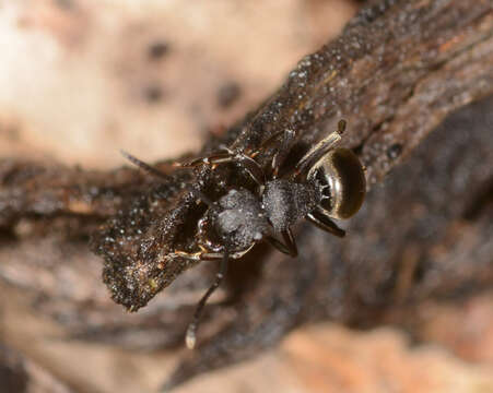 Image of Polyrhachis phryne Forel 1907