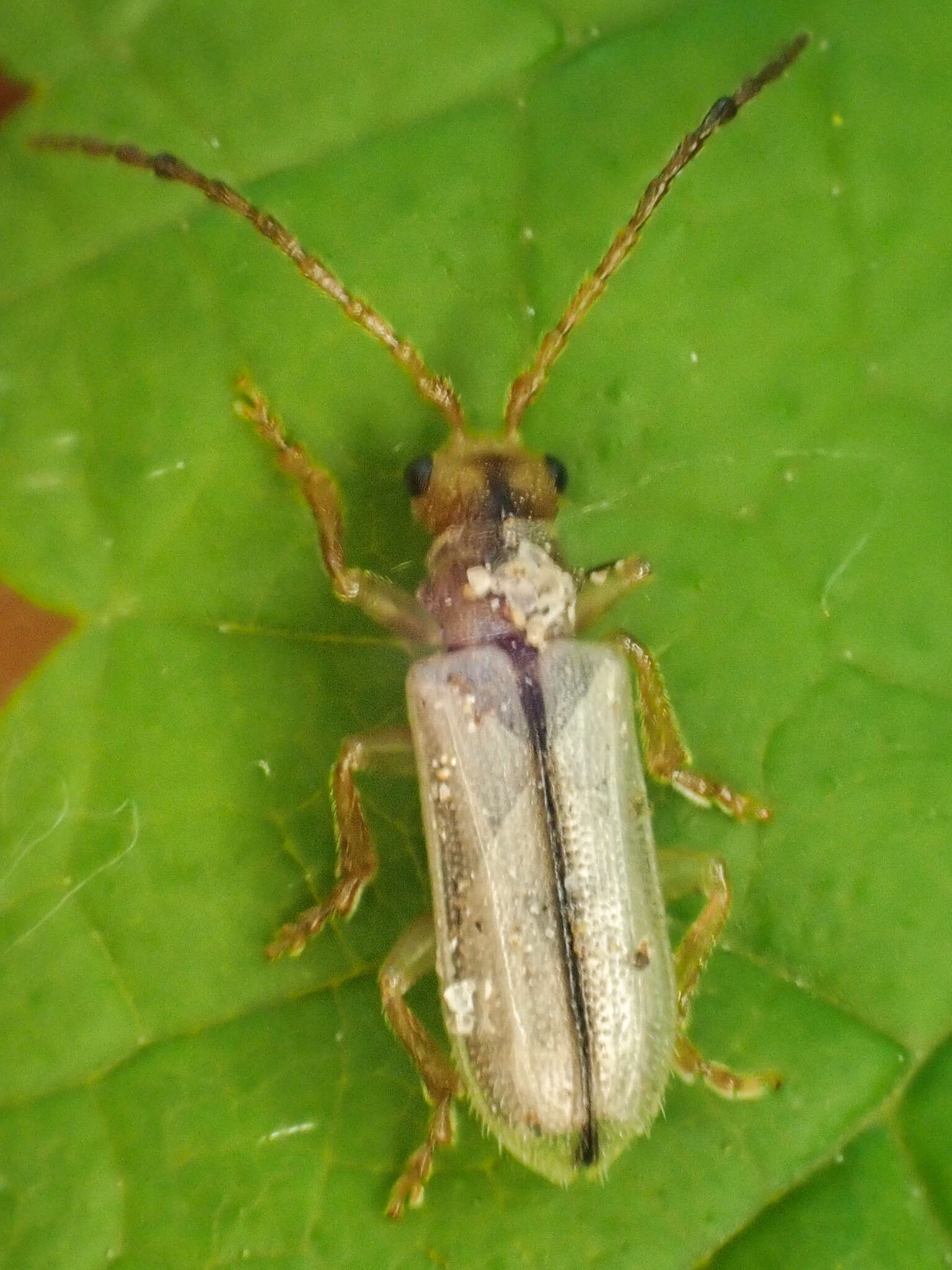 Image of Syneta albida J. L. Le Conte 1857